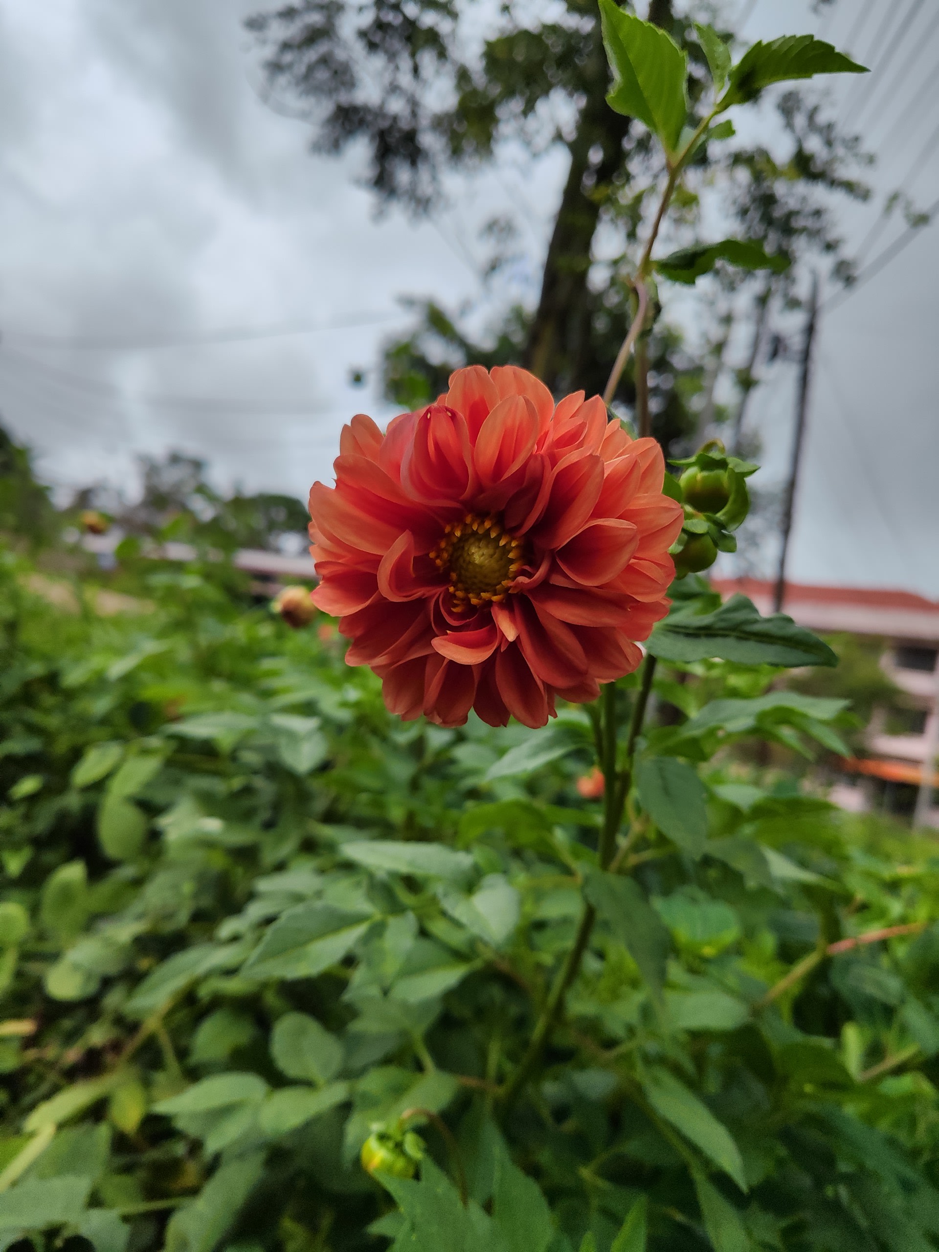 Orange dahlia flower in the garden
