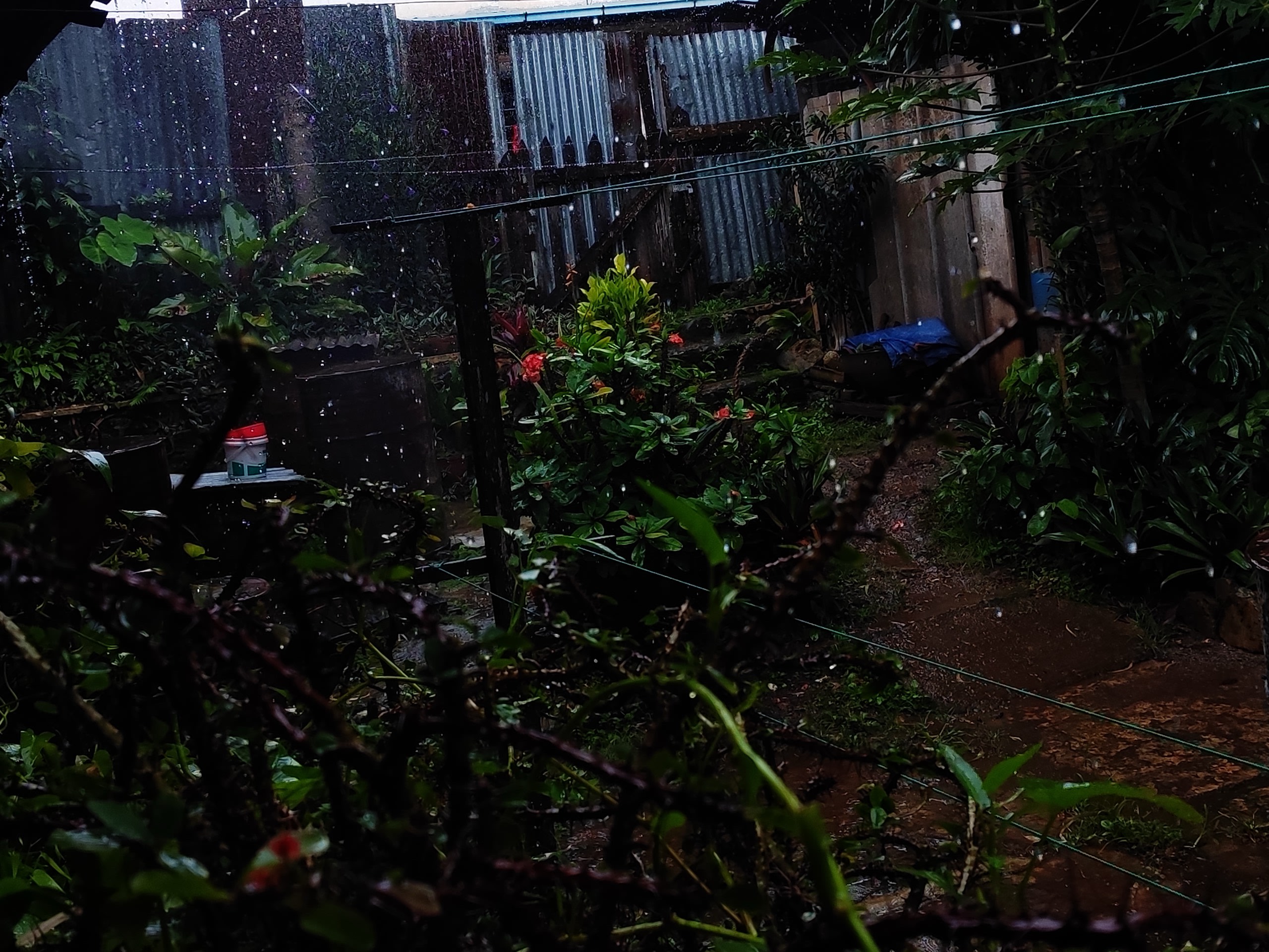 Rain falling on the backyard garden
