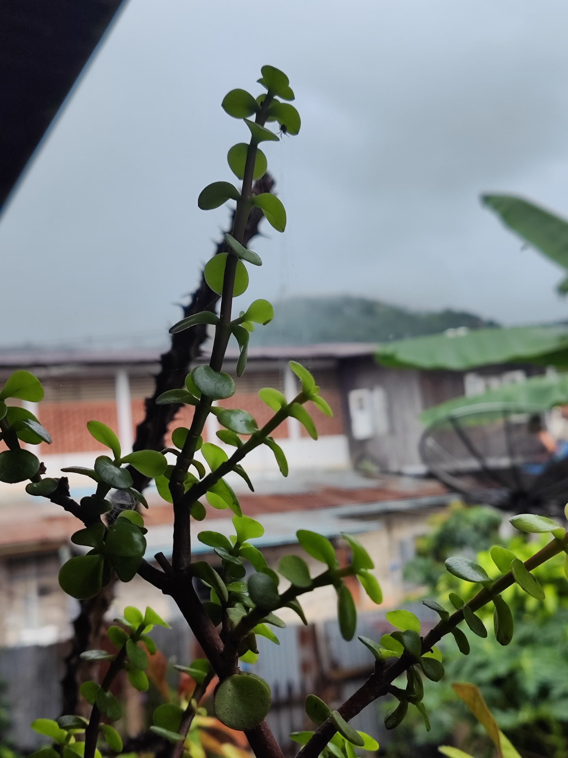 Succulent plant on balcony with mountain view