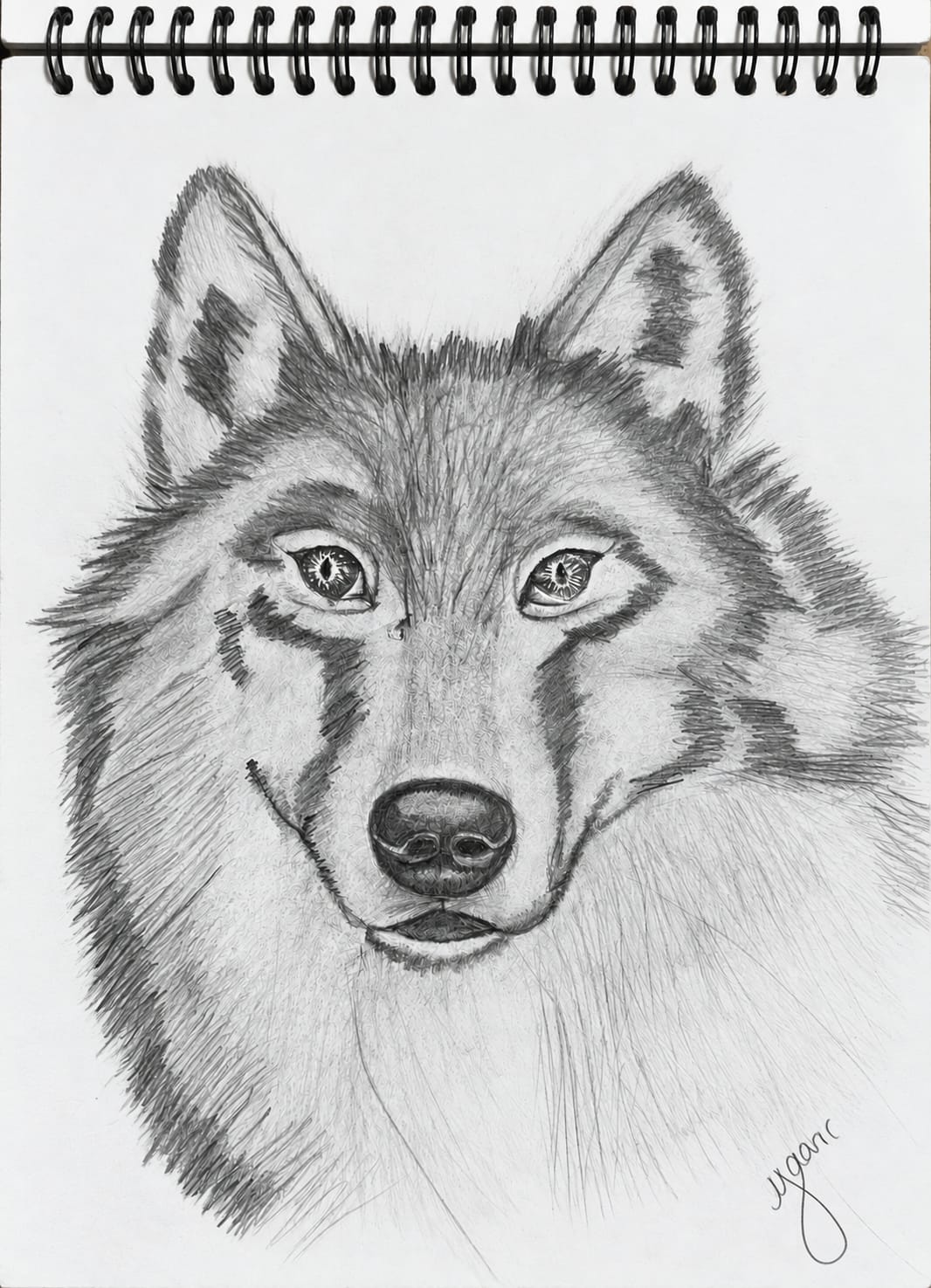 A detailed graphite pencil portrait of a wolf facing forward with thick textured fur, pointed ears, and intense reflective eyes. The wolf’s gaze is directed toward the viewer.