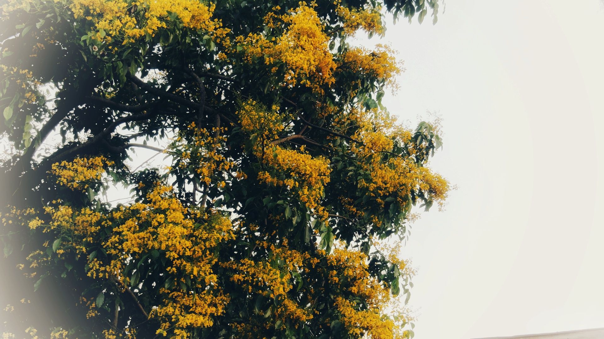 blossom_in_shan_state