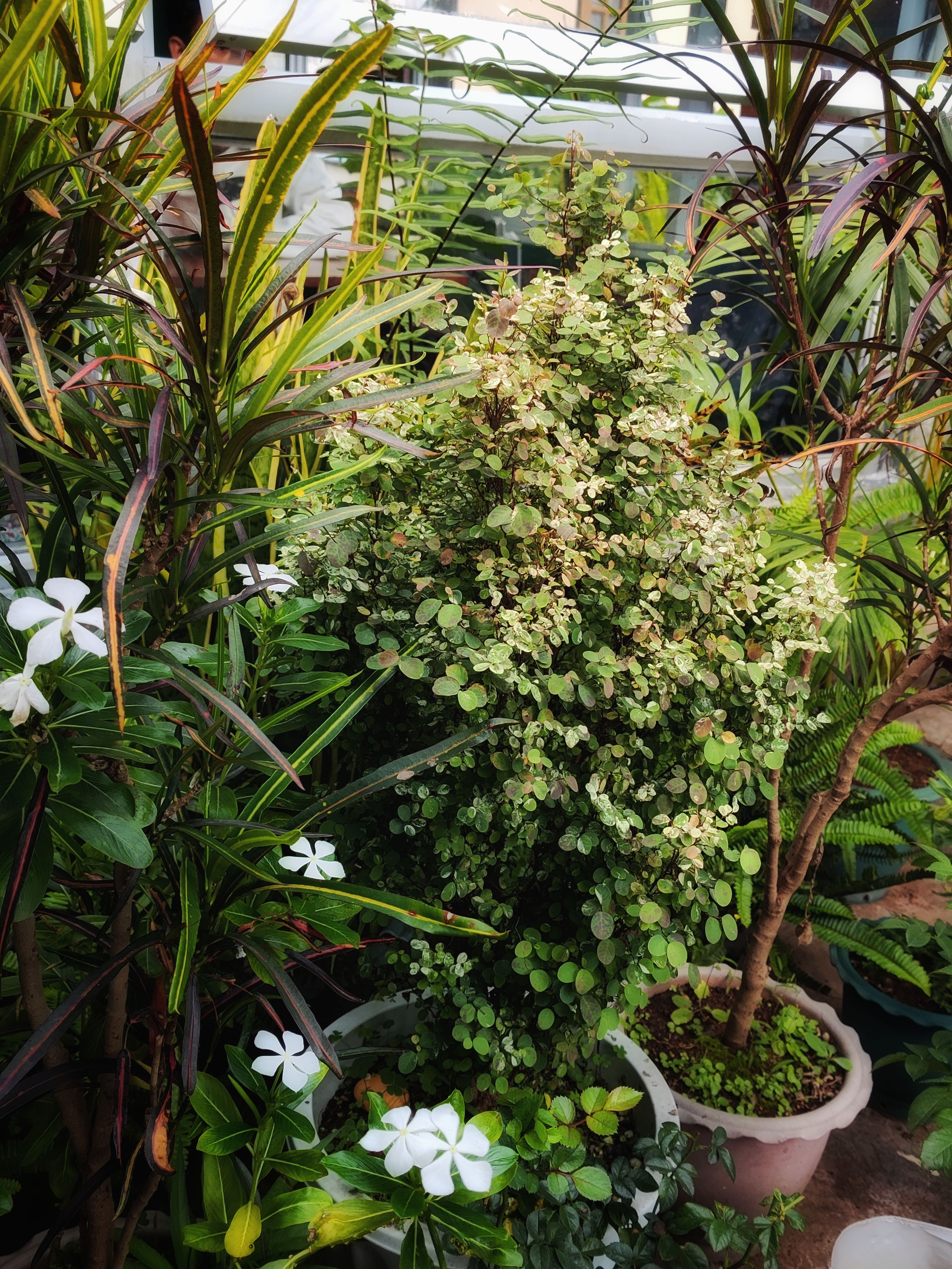plant_from_secret_cafe