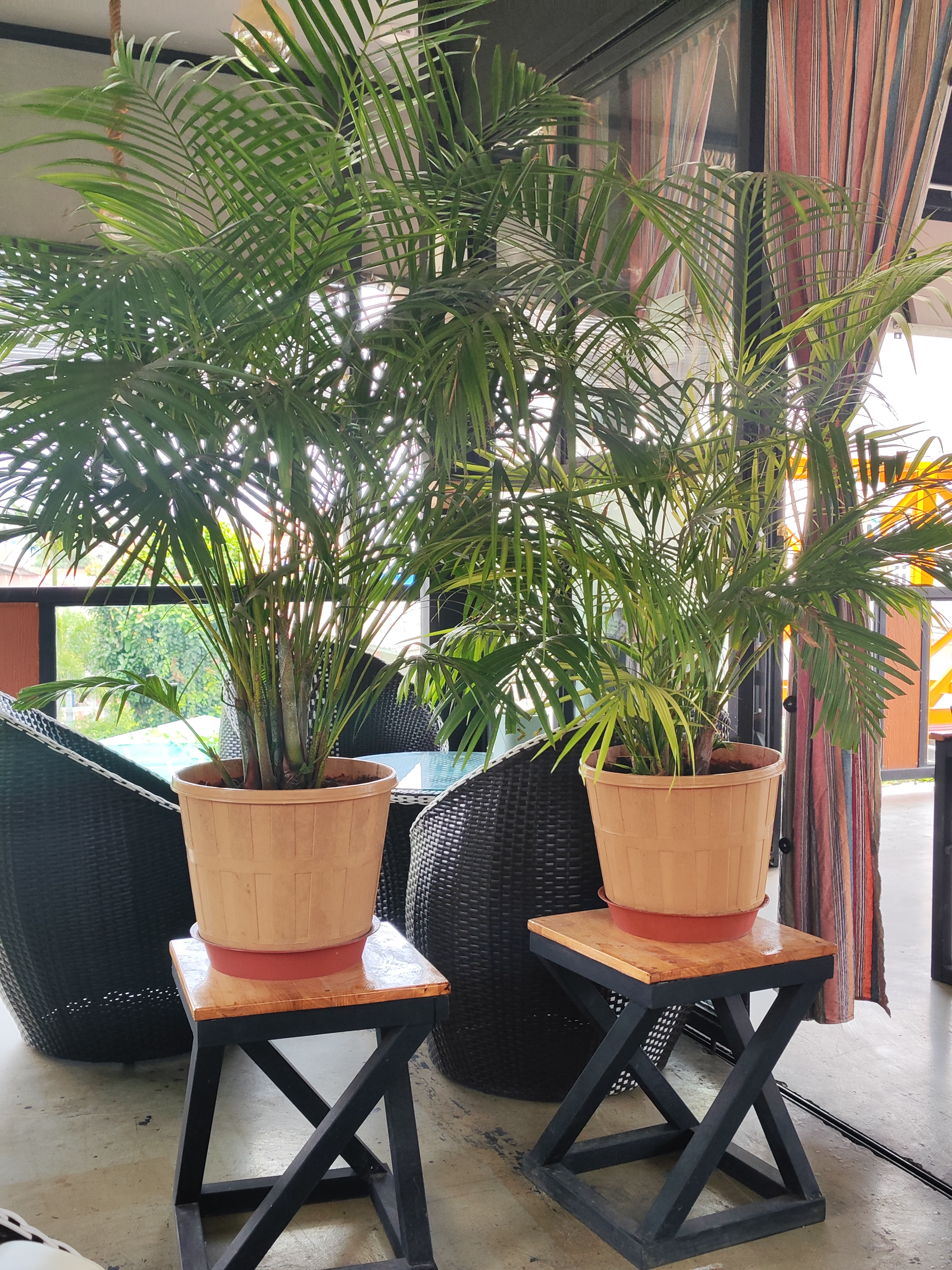 plants_at_the_cafe_garden