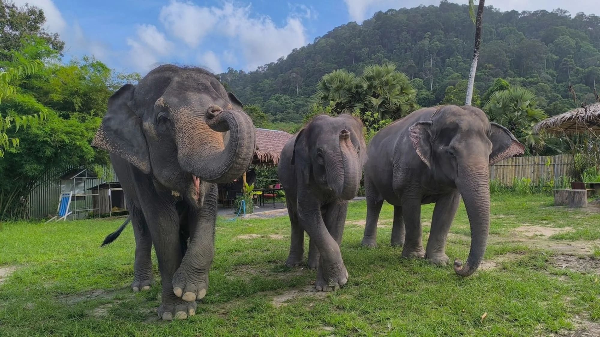 No riding elephant Phuket: A mahout shows a family friendly elephant Phuket bond through gentle care.