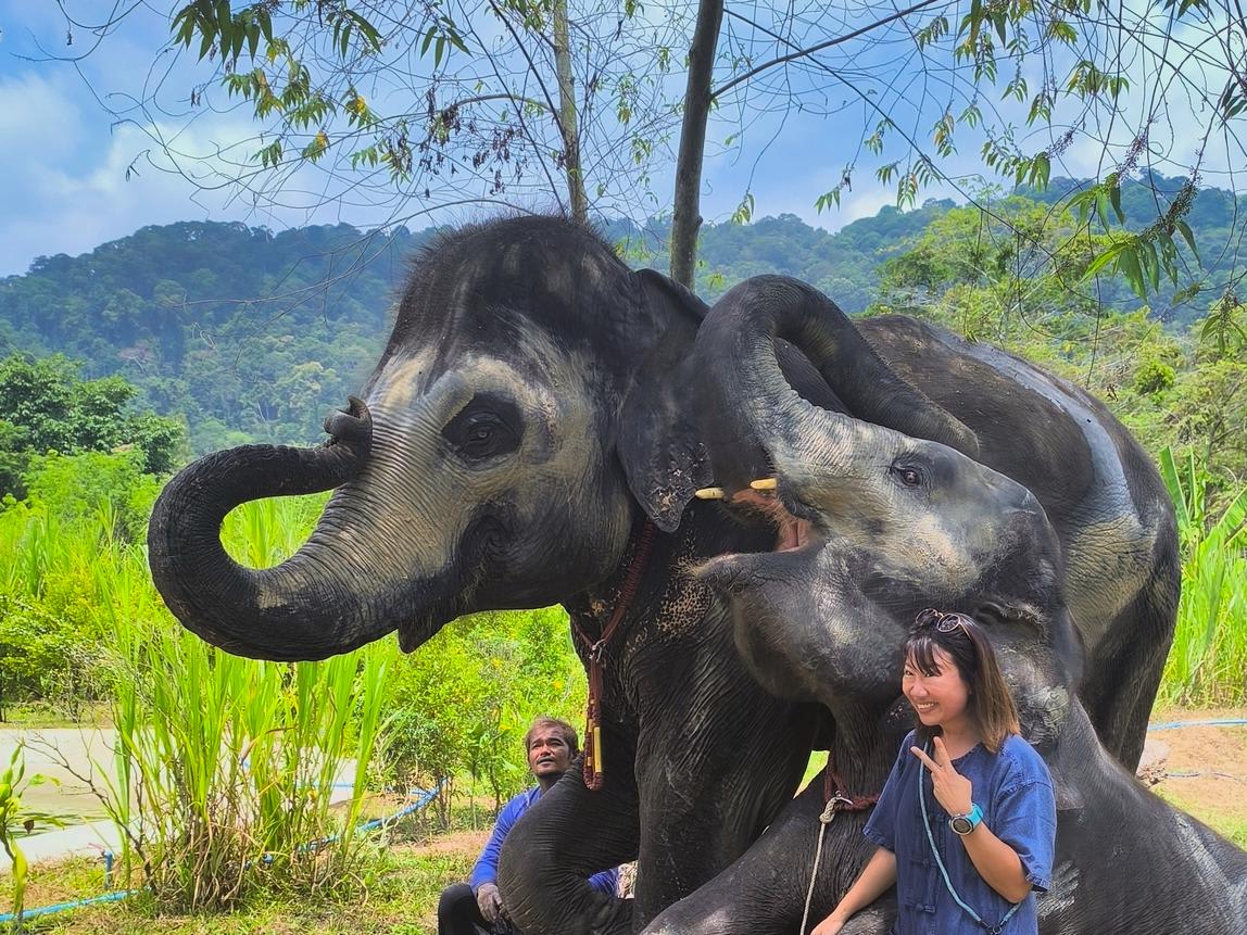 Mei, the playful explorer at our family friendly elephant Phuket home. Authentic elephant experience Phuket.