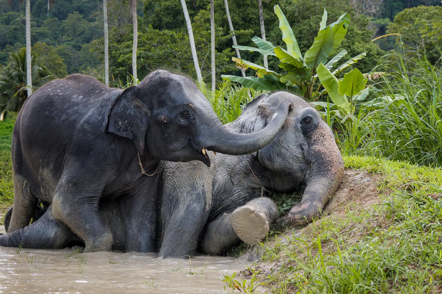 A person feeding an elephant bananas.