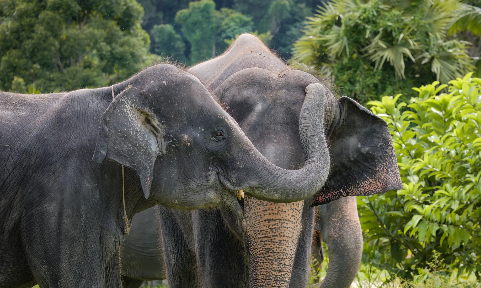 Portrait of Kratin the elephant.