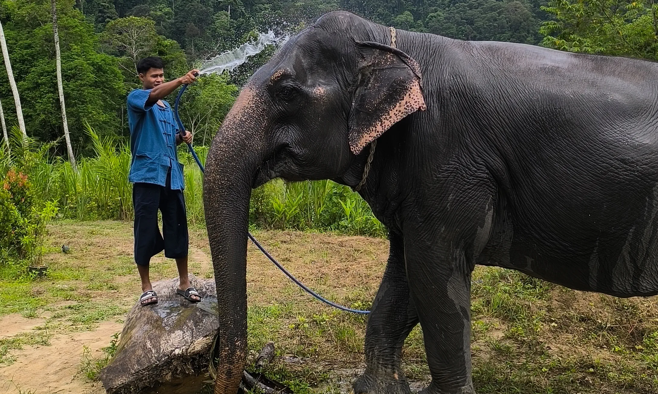 Portrait of Boonnum the elephant.