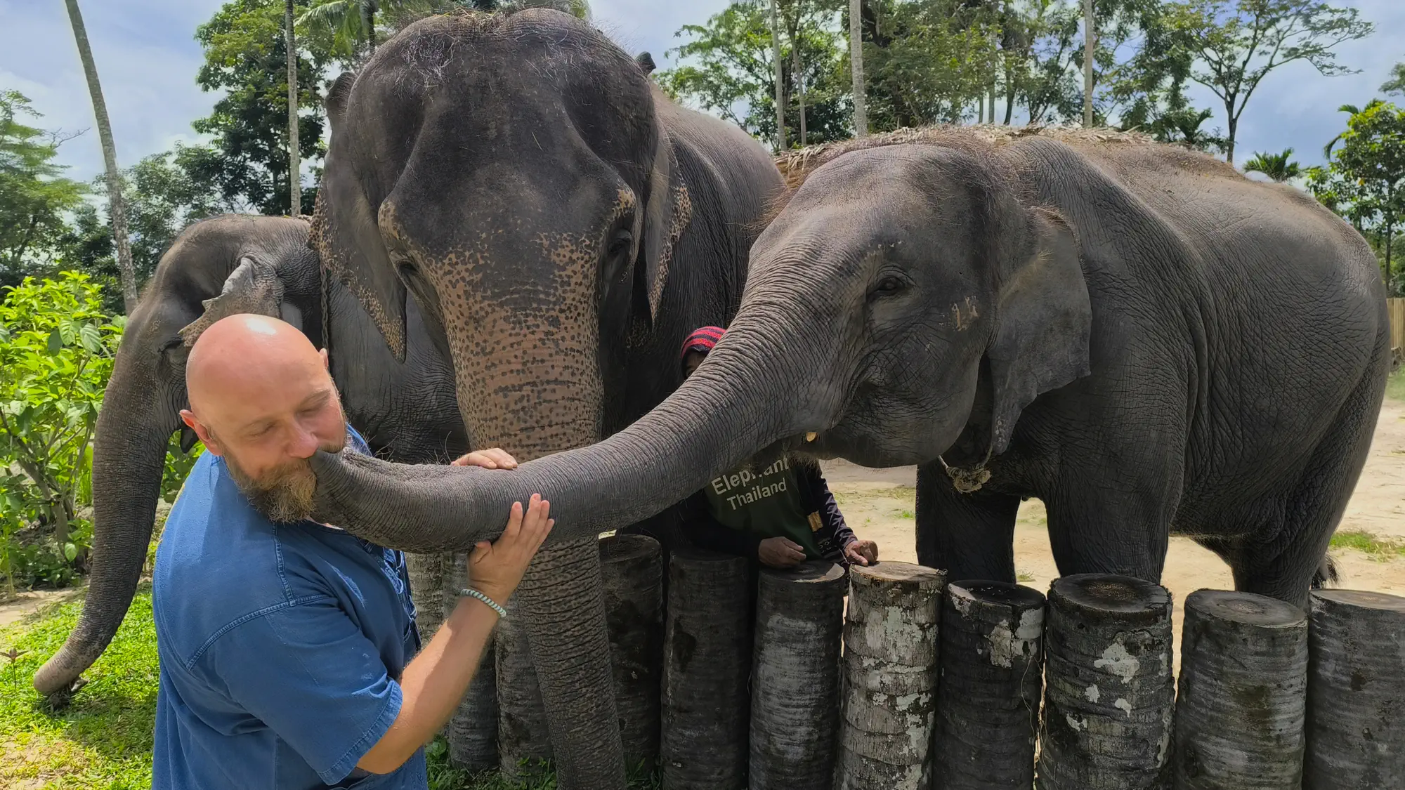 Gallery image of elephants.