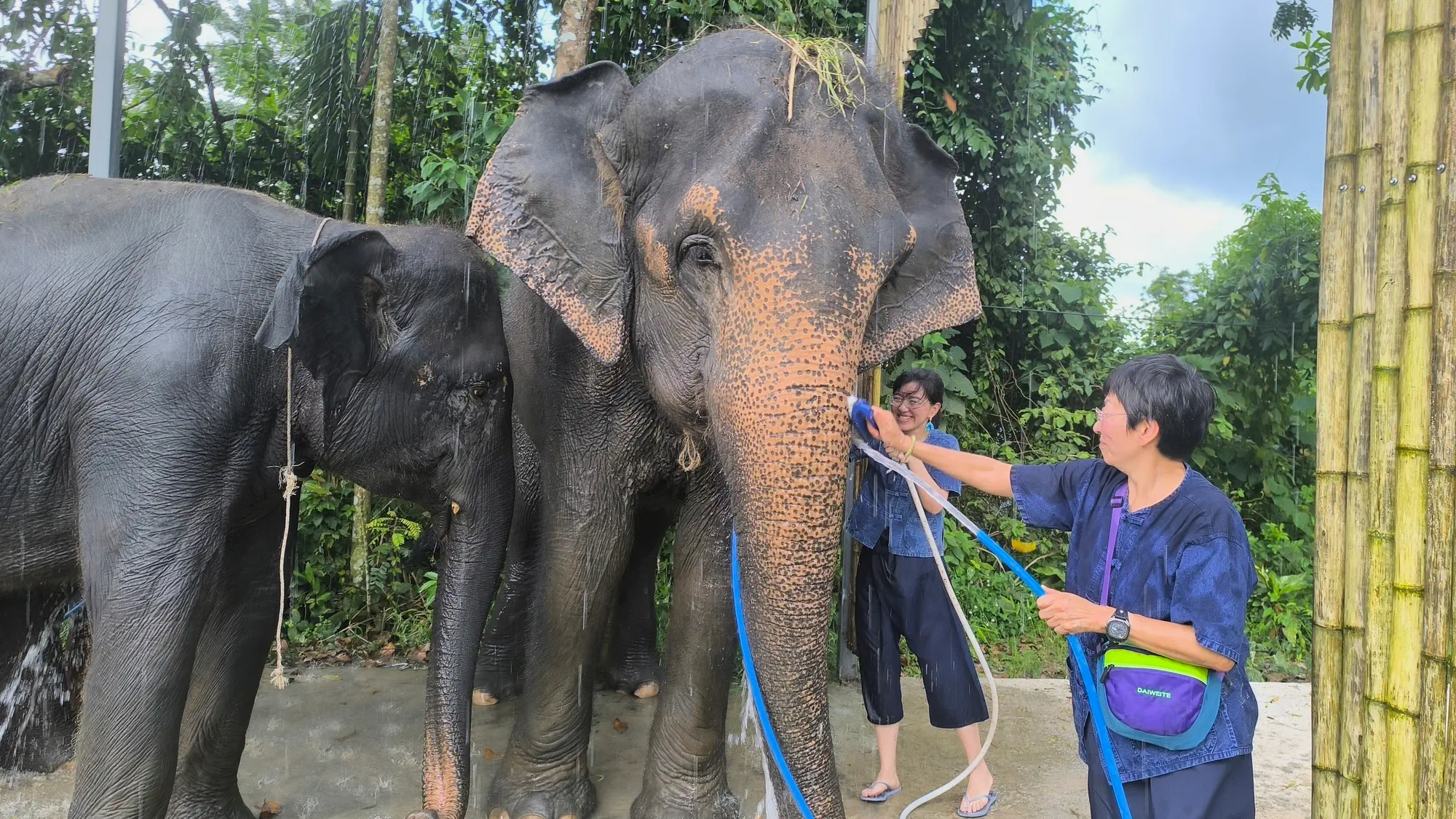 Gallery image of elephants.