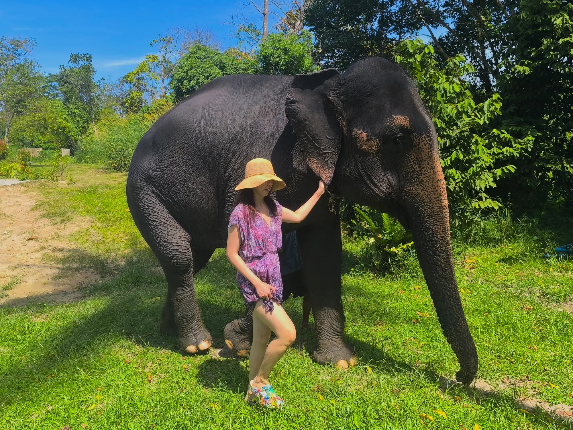 Gallery image of elephants.