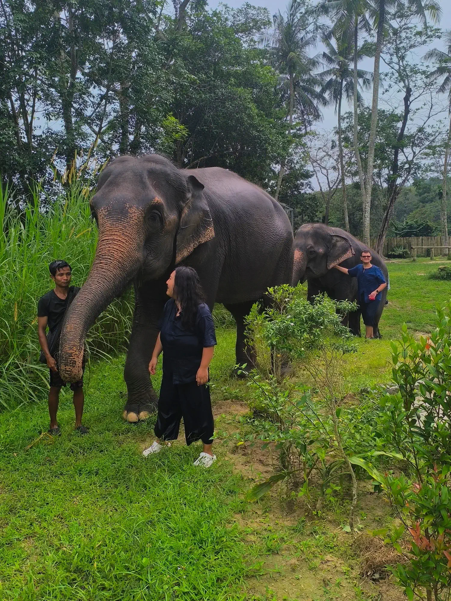 Gallery image of elephants.