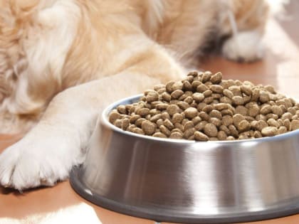 В Подмосковье займутся импортозамещением кормов для собак