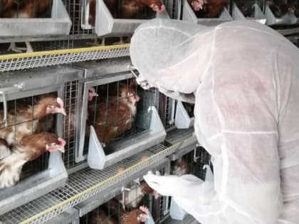 Ветврачи Подмосковья провели более 42 тыс исследований на птичий грипп с начала года