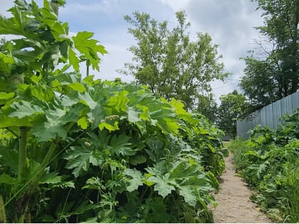 Борьба с борщевиком в Звенигороде: активисты сообщают о проблеме
