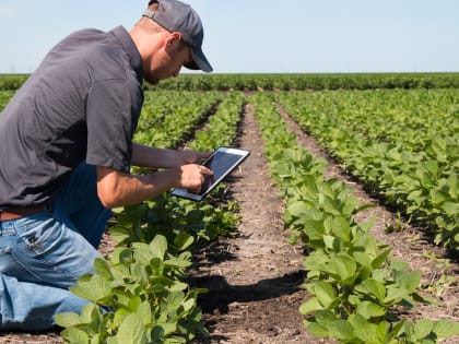 Подмосковным фермерам в рамках господдержки предоставили 1 тыс га земли