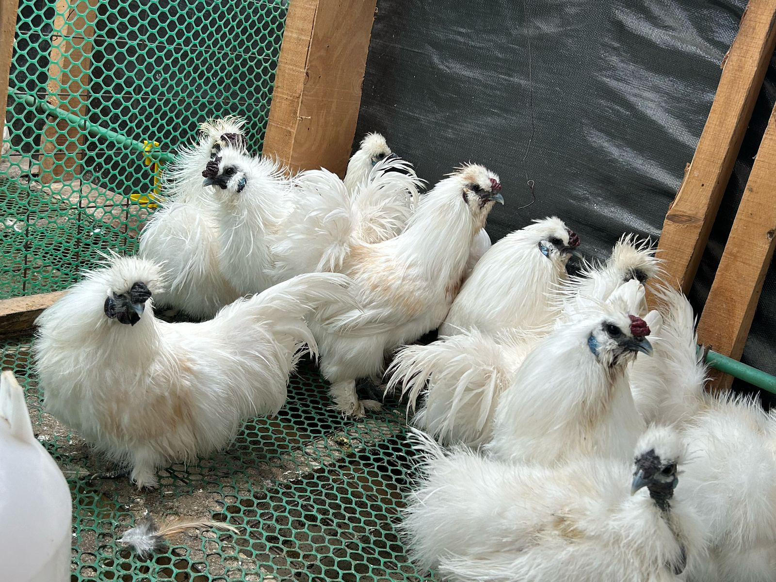 silkie chickens - Male, Mature