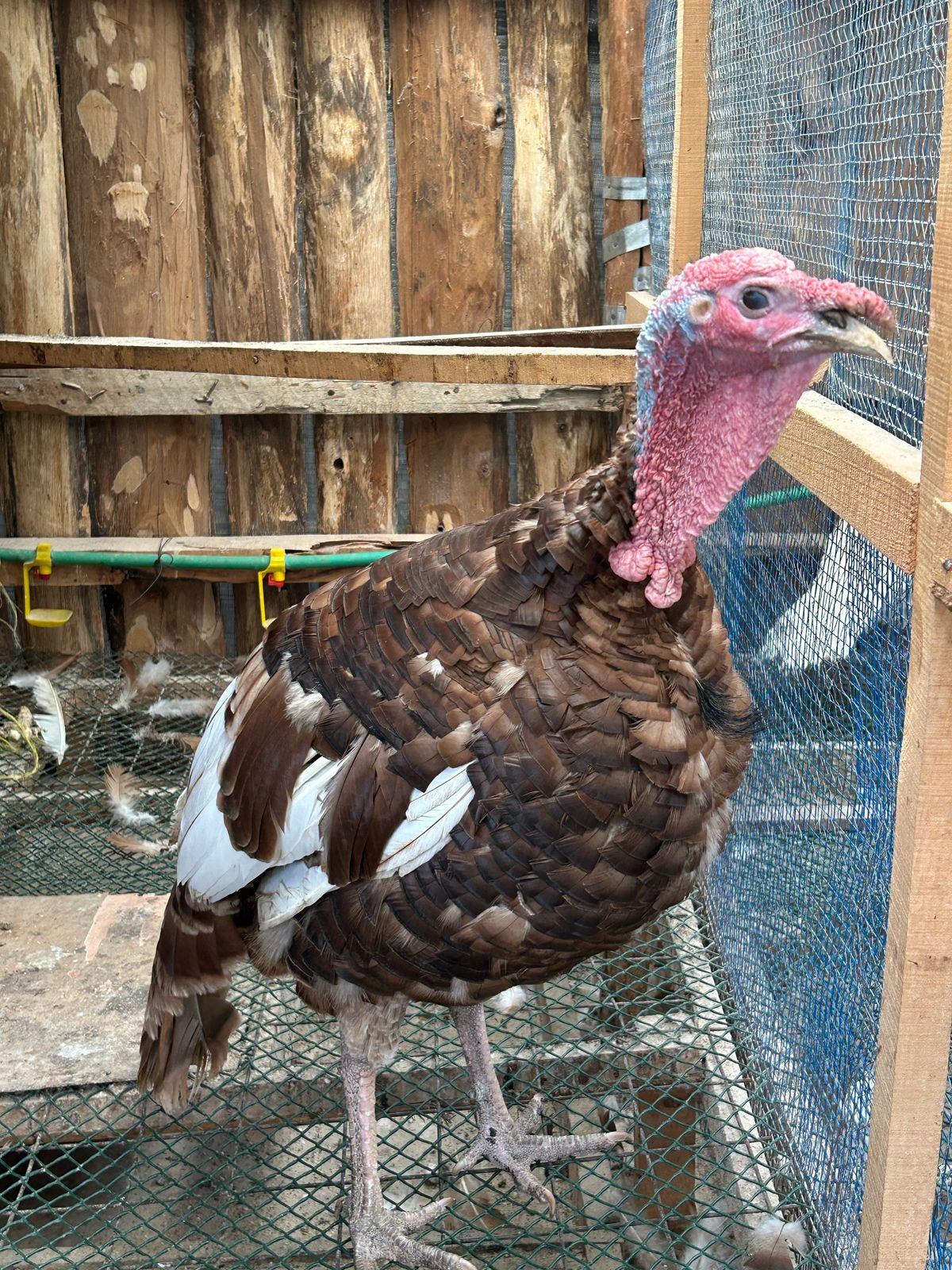 Red Buorbon Turkey - Male, Mature