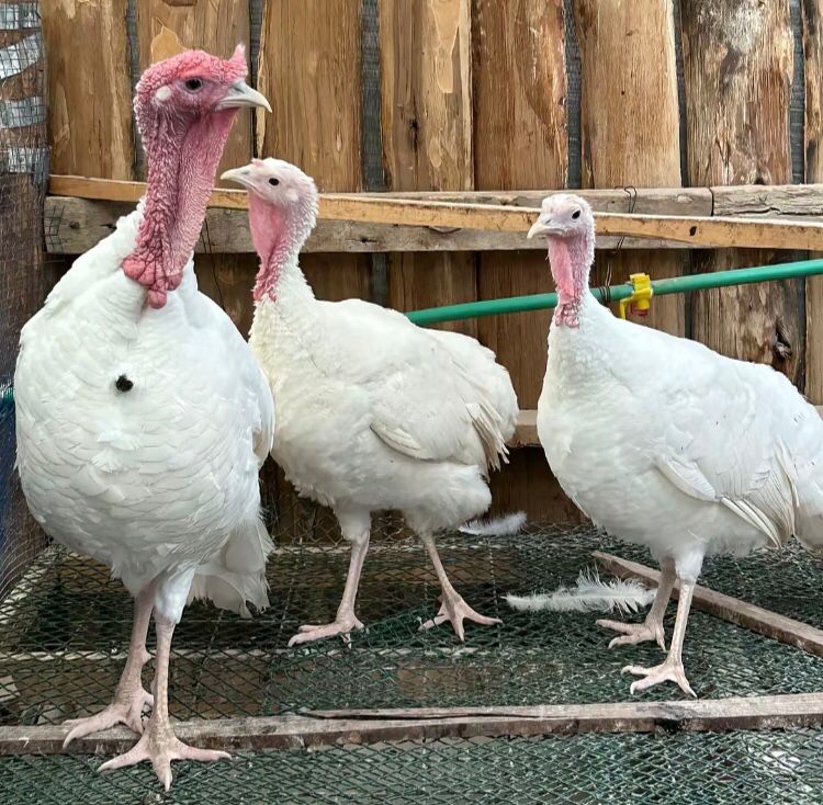 White Holland Turkey - Pair, Mature 3