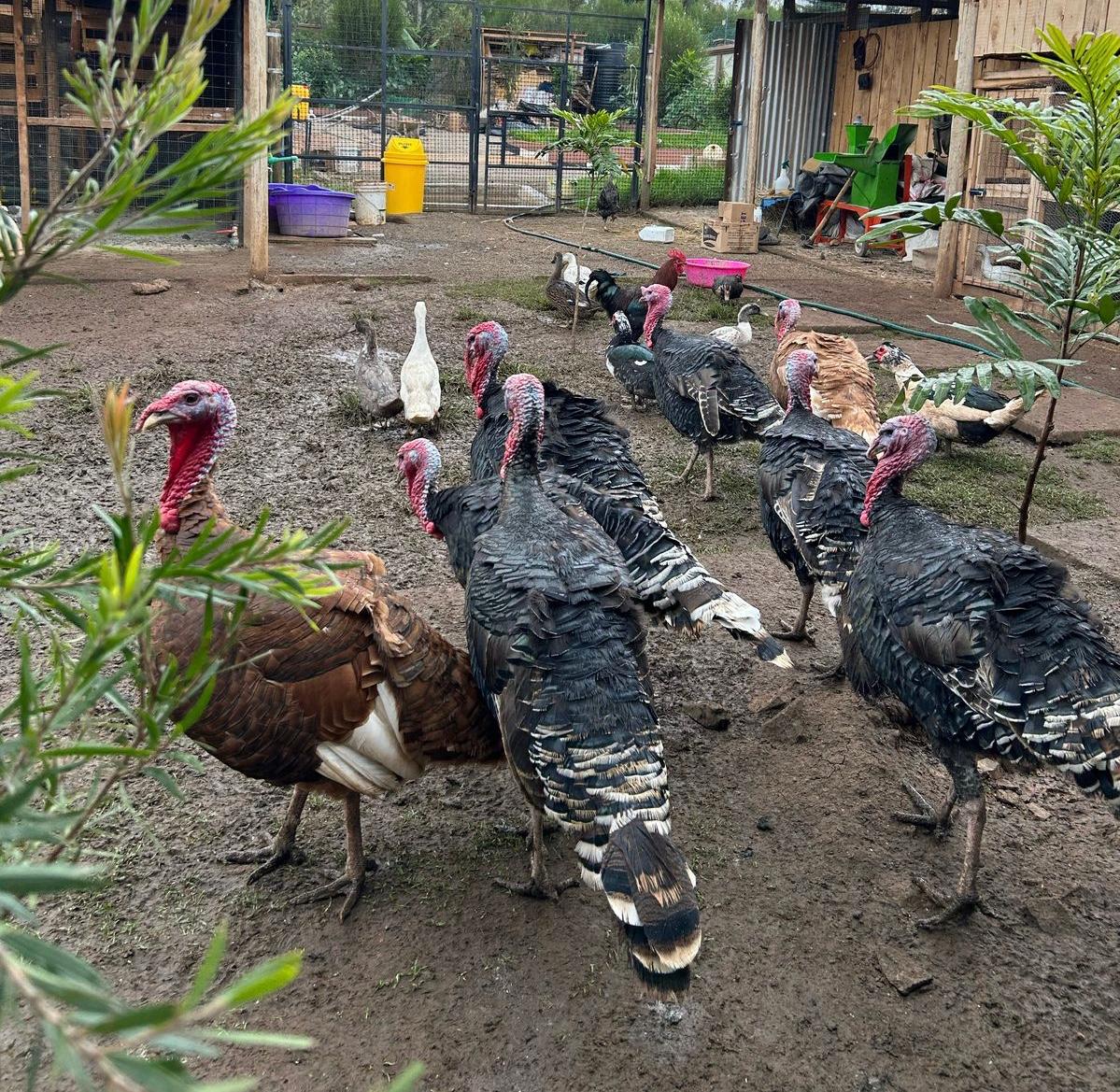 Black Norfolk Turkey - Female, Mature