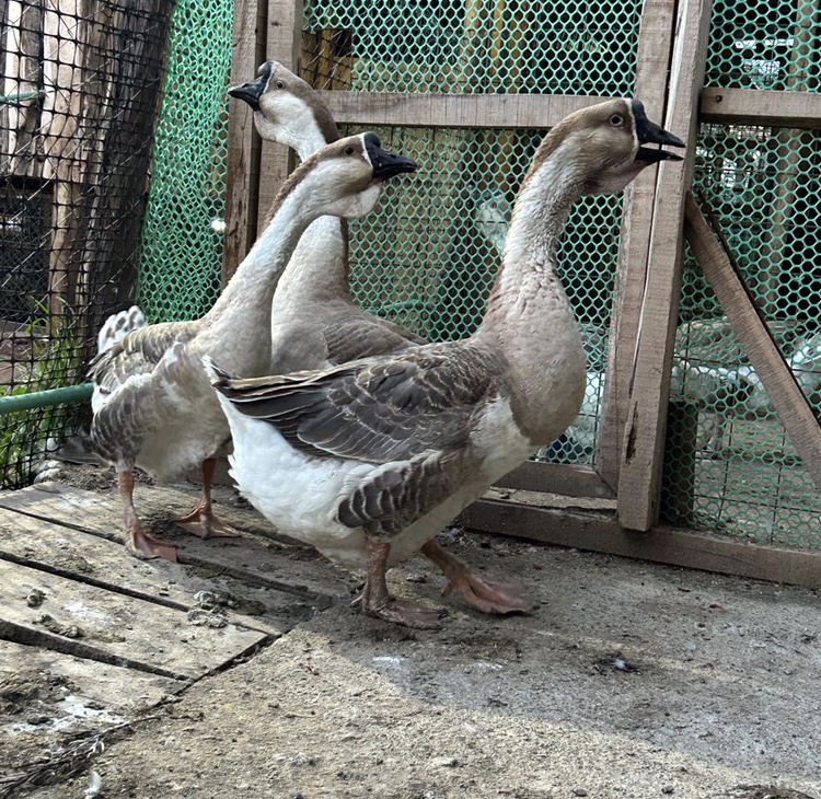 African Geese - Male, Mature