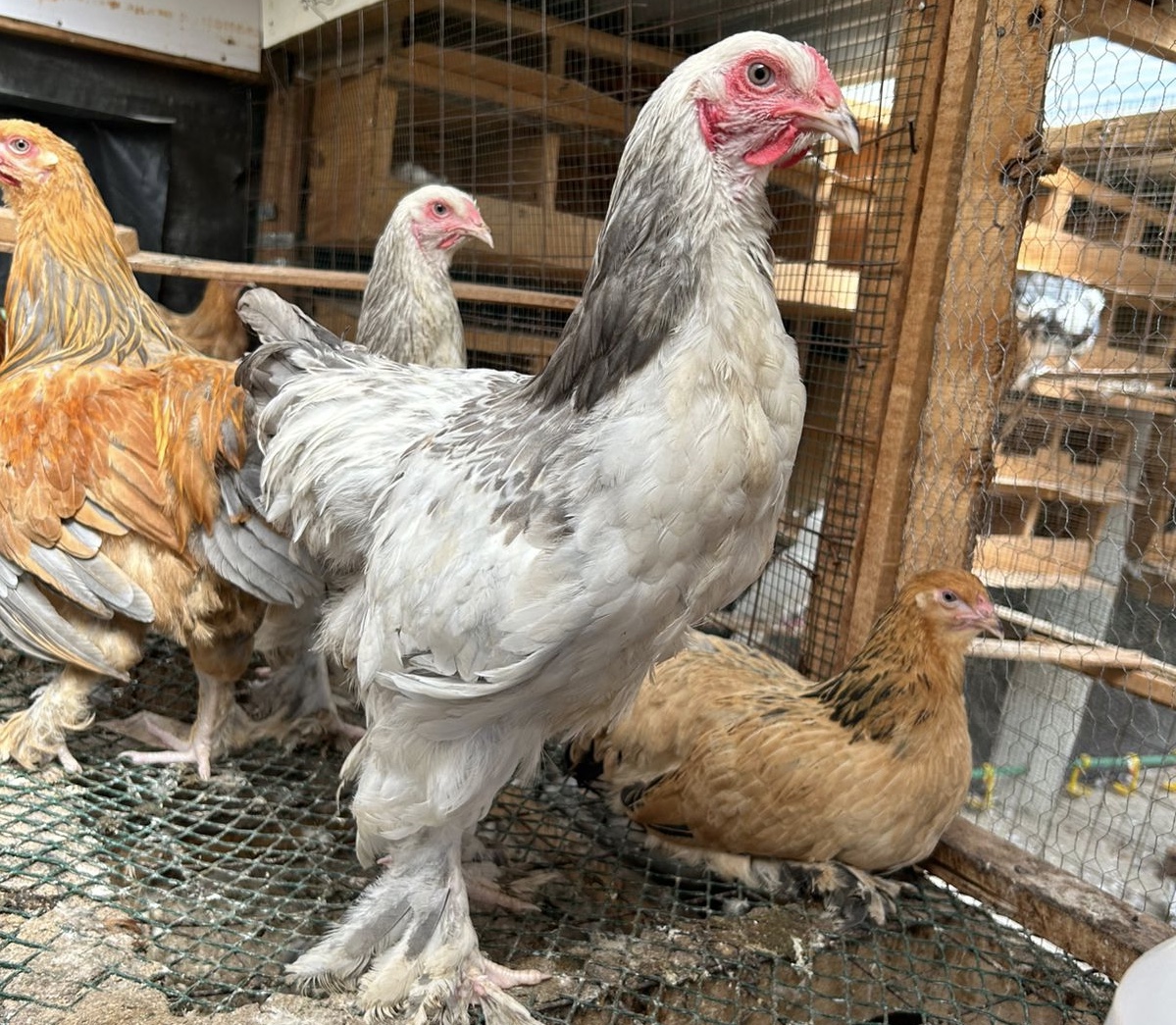 Light Columbian Brahma - Male, 1-7 months