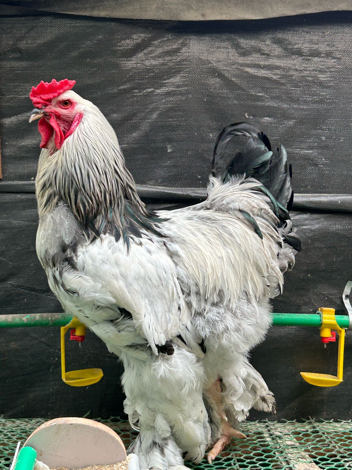 Light Columbian Brahma - Male, Mature