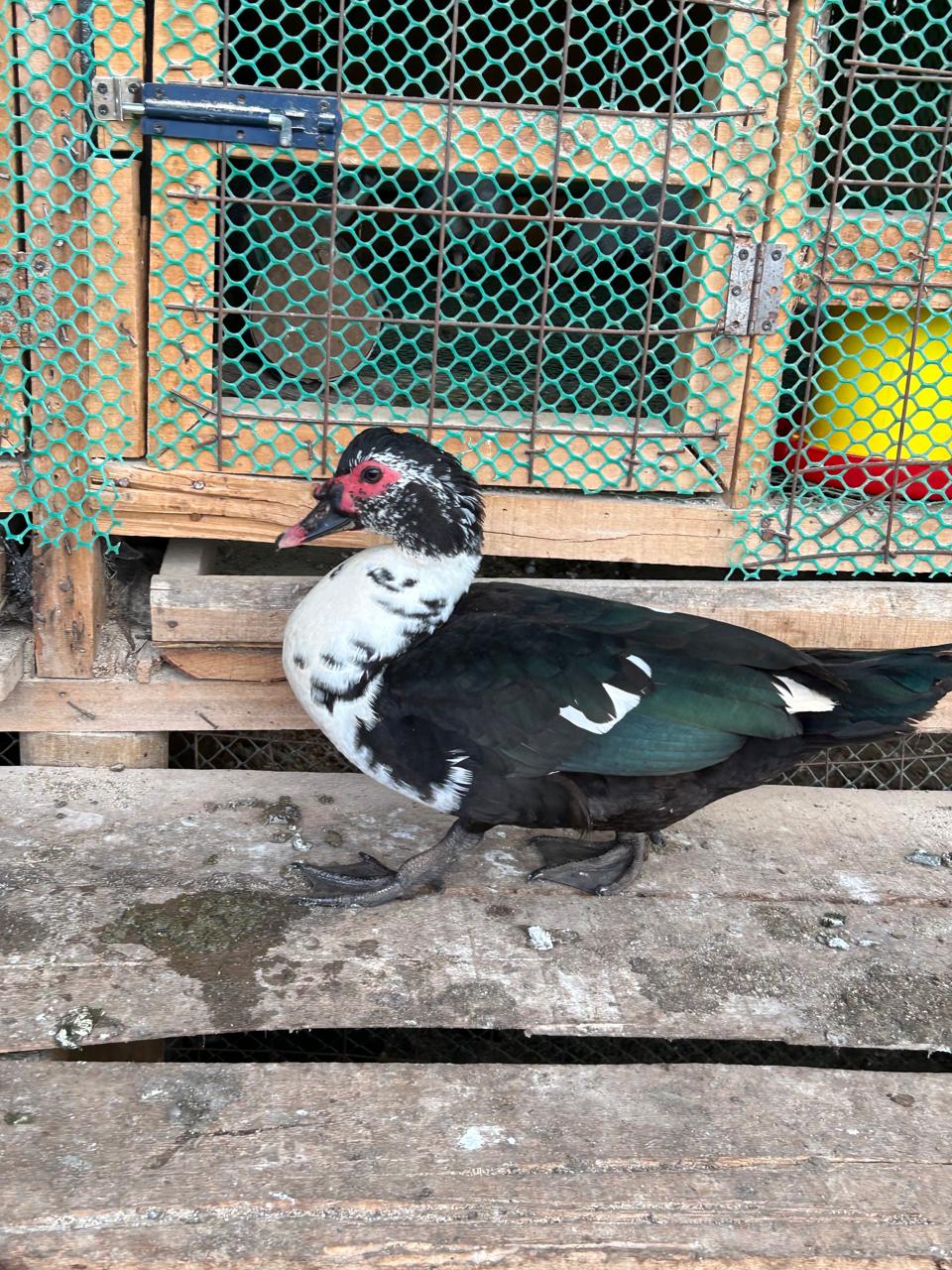 Muscovy Ducks - Pair, Mature