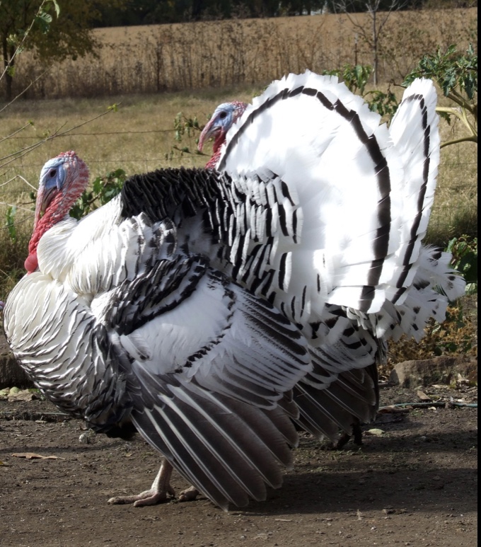Royal Palm Turkey - Male, Mature