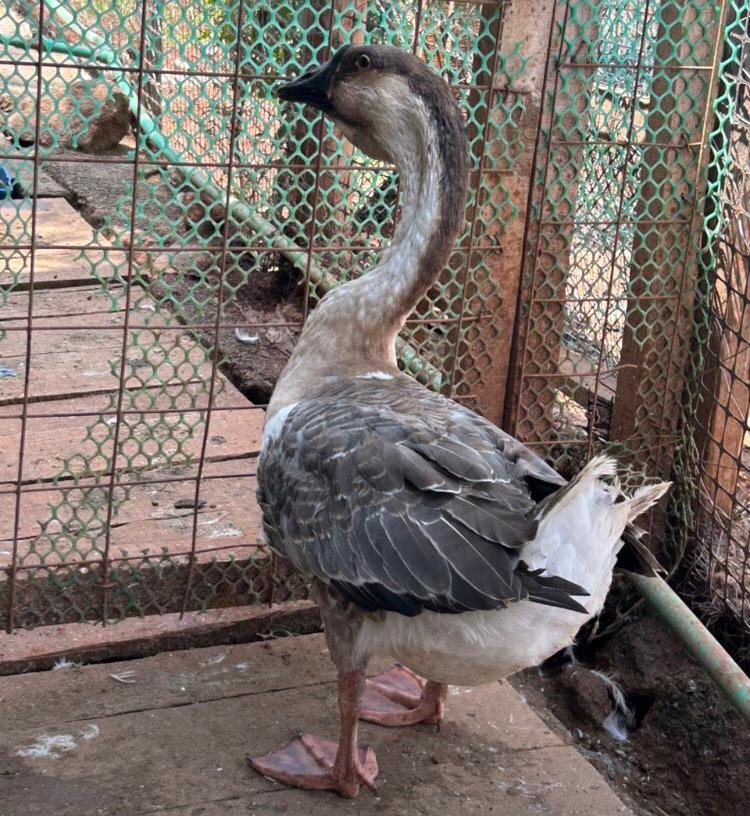 African Geese - Female, 4-7 months