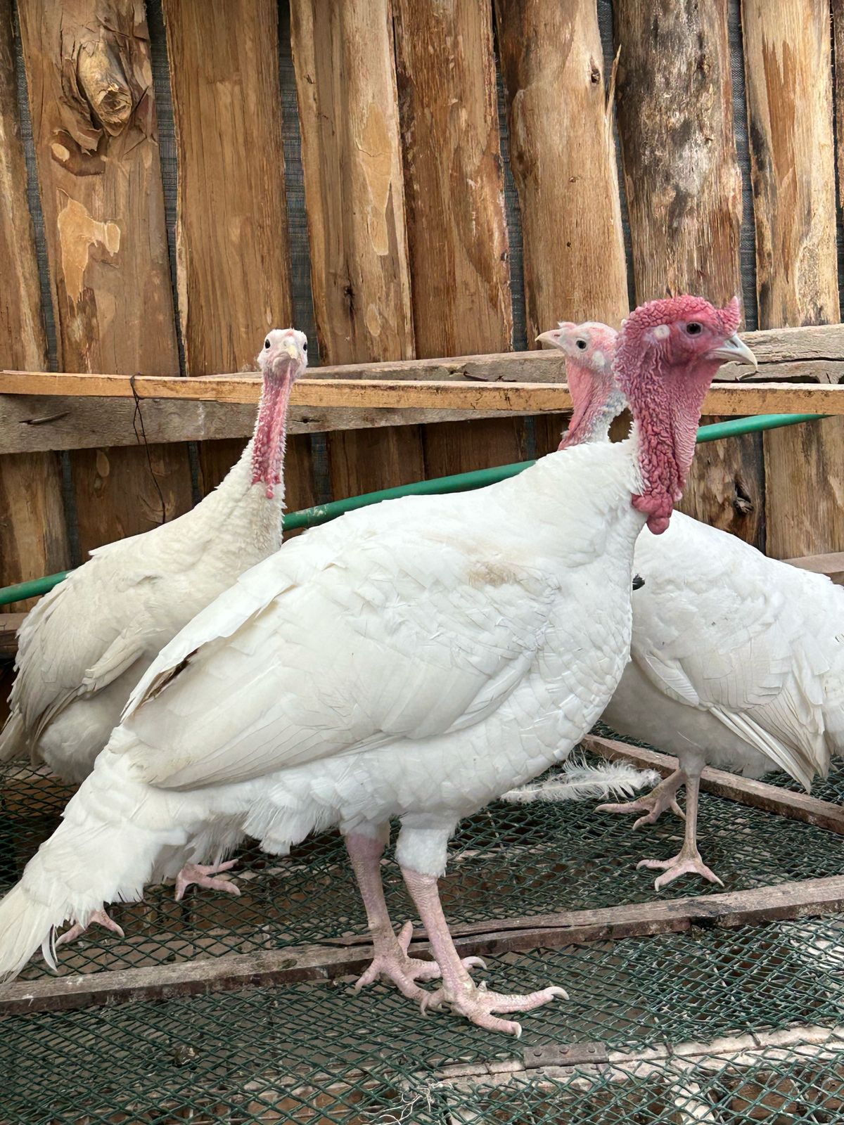 White Holland Turkey - Pair, Mature