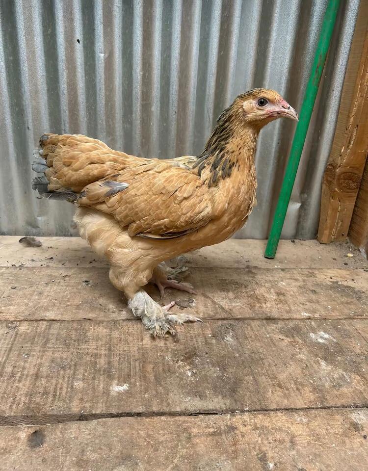 Buff Brahma - Female, 4-7 months