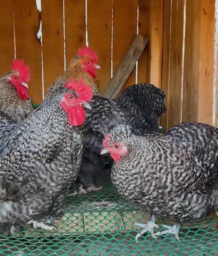 Booted Bantam - Pair, Mature 2