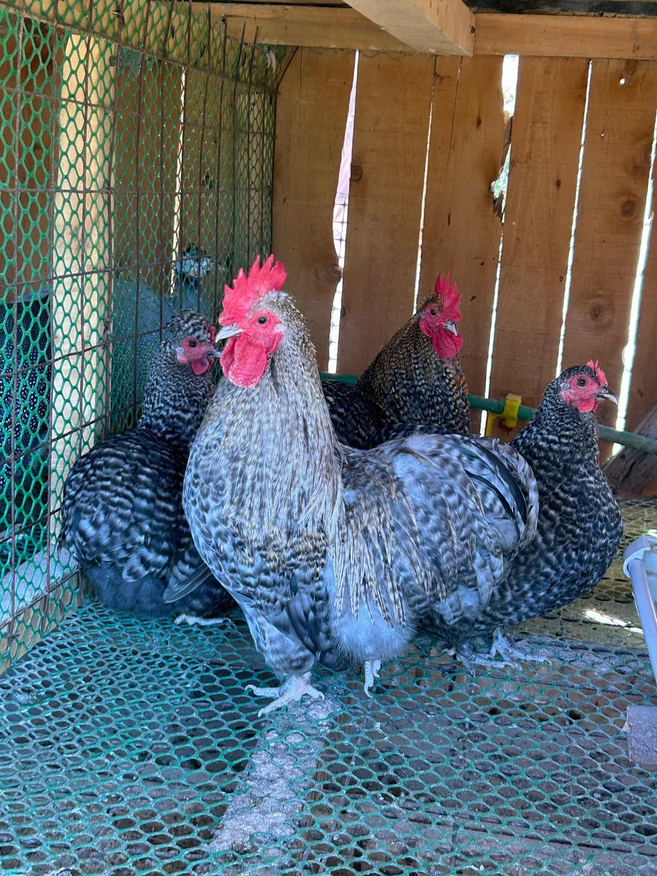 Booted Bantam - Pair, Mature