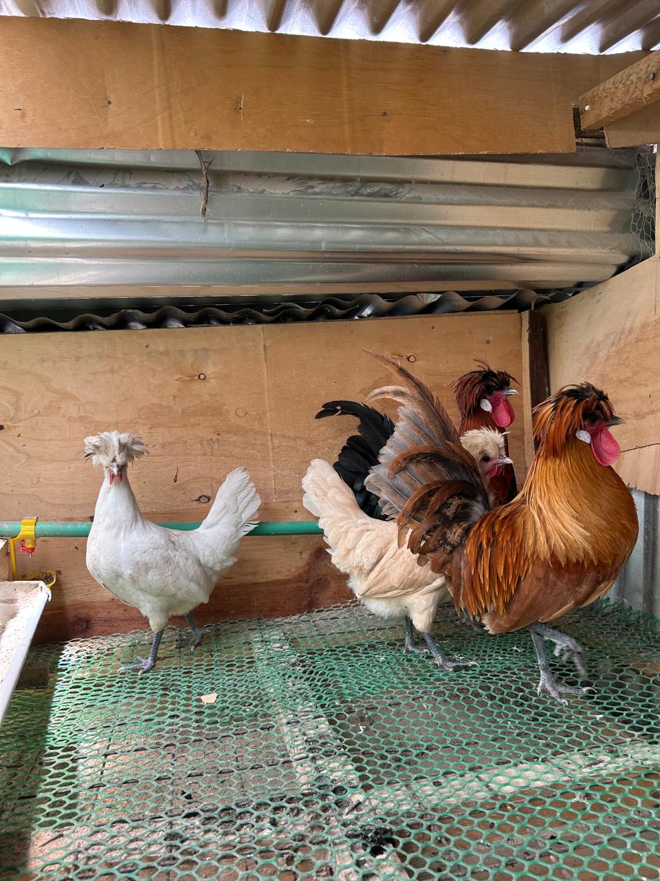 Polish Chicken - Pair, 4-7 months