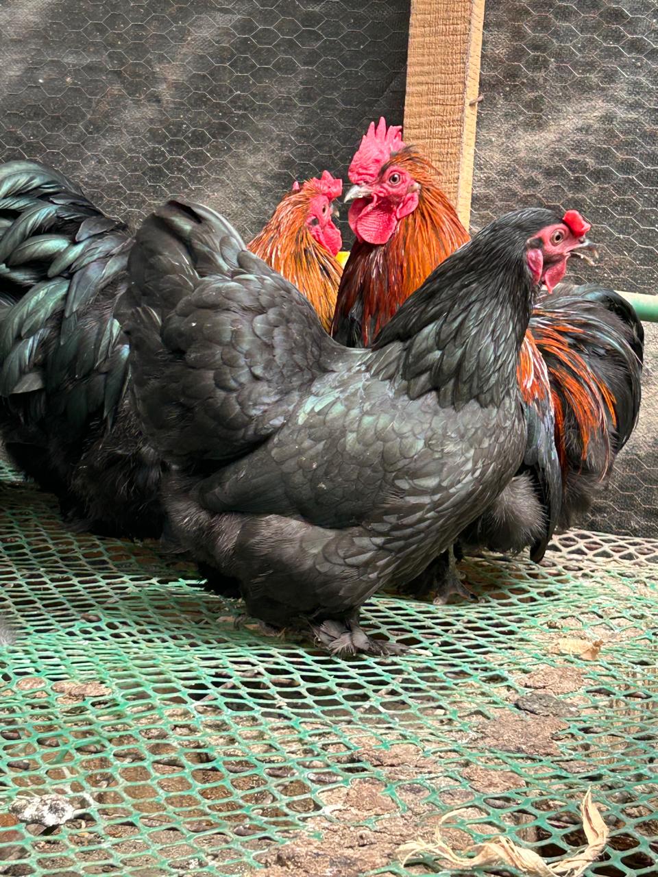 Pekin Bantam - Pair, Mature