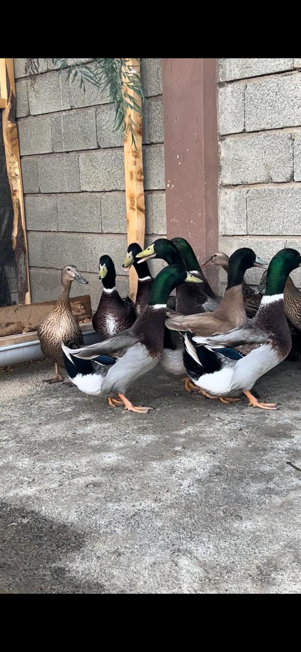 Rouen Ducks - Pair, Mature