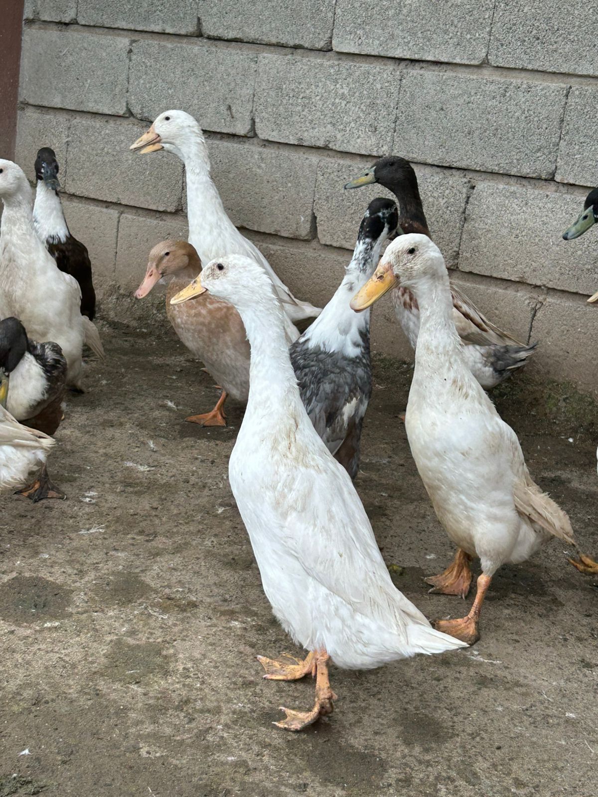 Indian Runner Ducks thumbnail 2