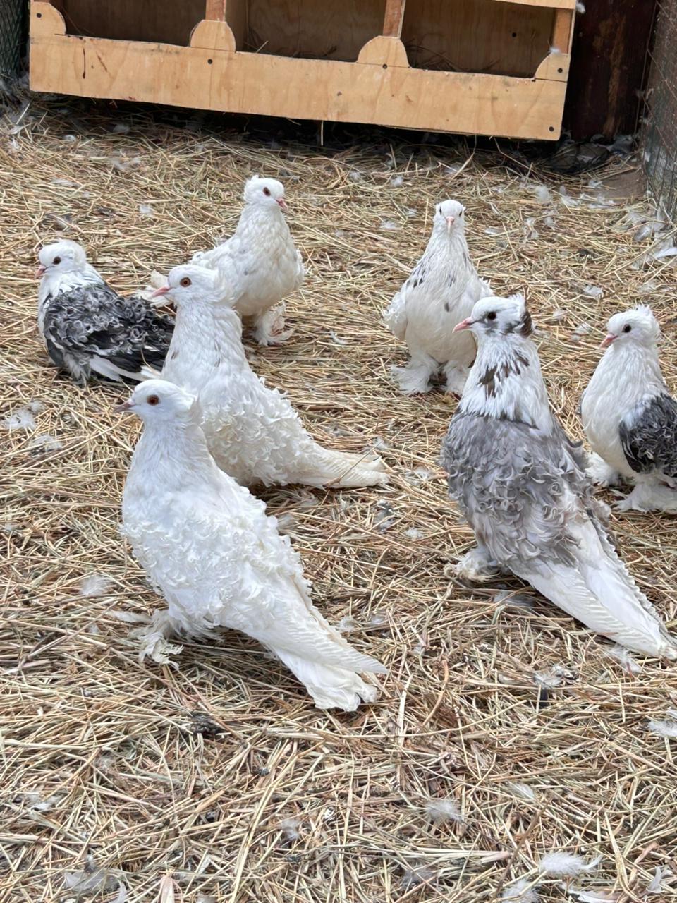 FRILL BACK thumbnail 2