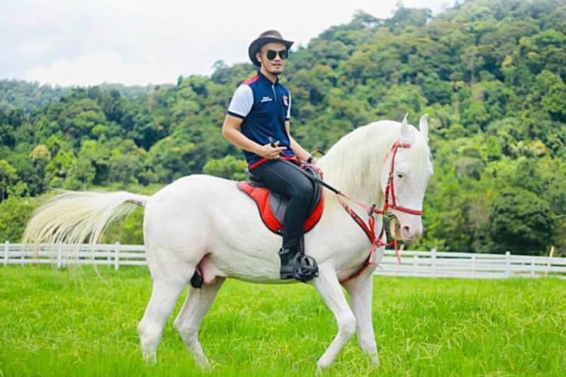 Cabutan Bertuah Kuda Arab/Mawari