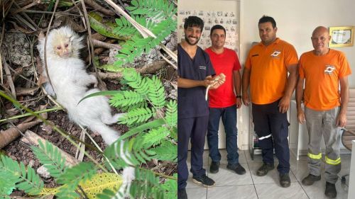 Defesa Civil de Casa Branca resgata sagui albino em área de mata