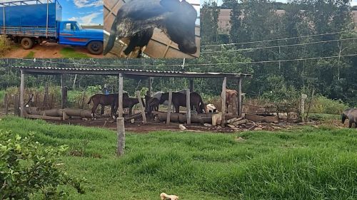 Polícia Civil recupera gado furtado no distrito de Venda Branca, em Casa Branca, e prende suspeito por receptação