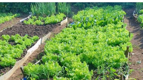 Verduras sem Agrotóxicos e fresquinhas em Casa Branca; Peça com o Marcos