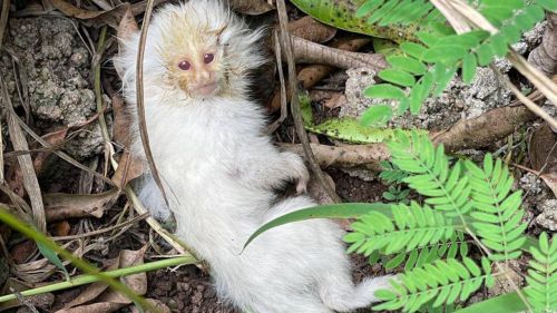 Sagui albino resgatado em Casa Branca morre após traumatismo craniano