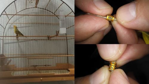 Polícia Militar Ambiental autua morador por manter ave silvestre com anilha adulterada em São João da Boa Vista