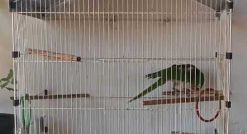 Polícia Militar Ambiental autua moradora por posse irregular de maritaca em Casa Branca