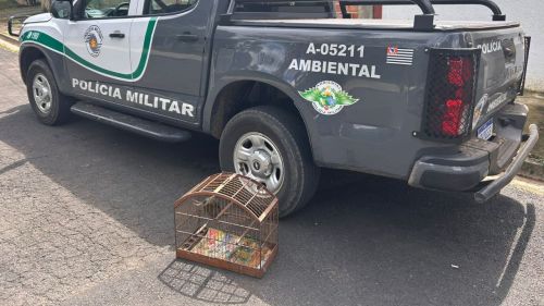 Polícia Ambiental autua morador por manter ave silvestre em cativeiro irregular em São João da Boa Vista