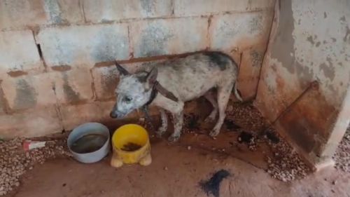 Homem é preso em flagrante por maus-tratos a animal em Caconde