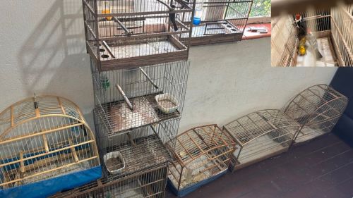 Polícia Militar Ambiental apreende 13 aves silvestres mantidas em cativeiro irregular em Itobi