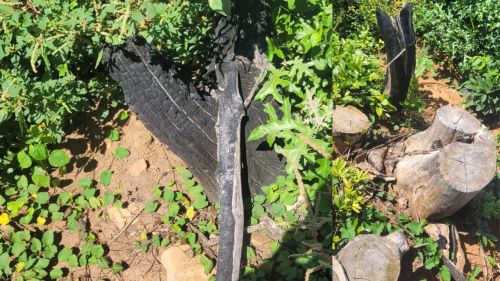 Polícia Militar Ambiental autua proprietário por dano à vegetação nativa em Mococa